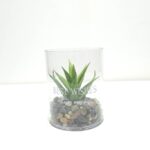 EVA 5812 DEKOR SKULENT