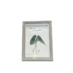 VD-48 VD-38 VADİ ÇERÇEVE 13x18